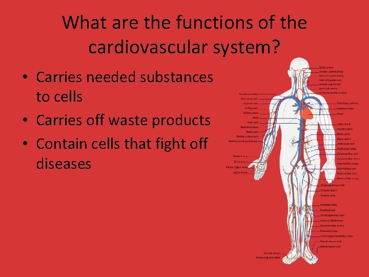 What are the functions of the cardiovascular system? • Carries needed substances to cells What are the functions of the cardiovascular system? • Carries needed substances to cells