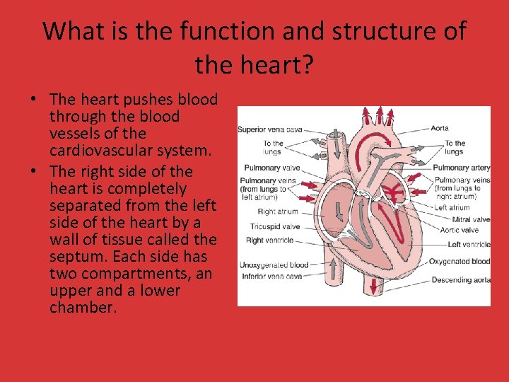 What is the function and structure of the heart? • The heart pushes blood What is the function and structure of the heart? • The heart pushes blood