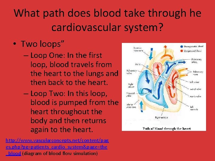 What path does blood take through he cardiovascular system? • Two loops” – Loop What path does blood take through he cardiovascular system? • Two loops” – Loop
