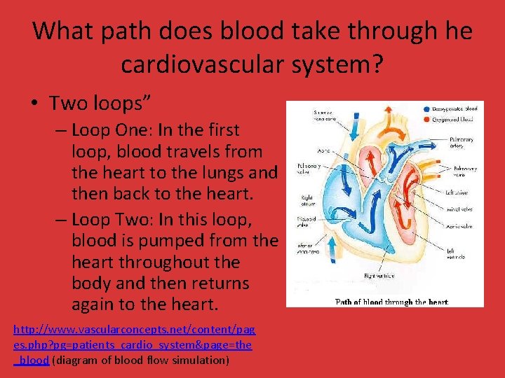 What path does blood take through he cardiovascular system? • Two loops” – Loop