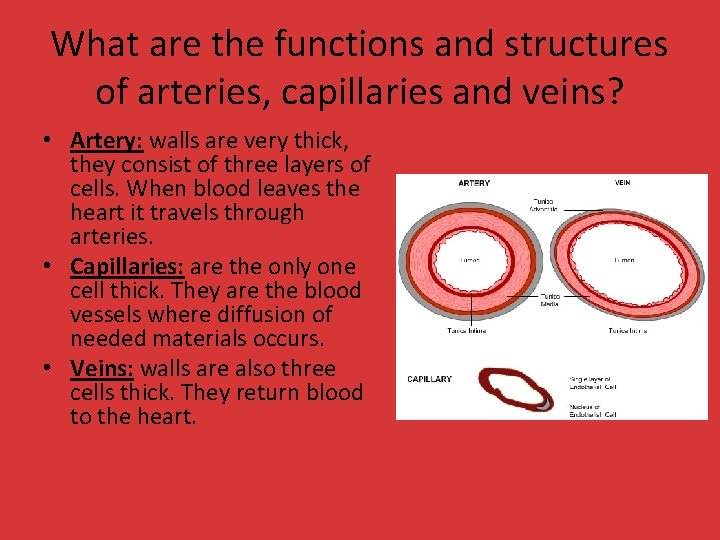 What are the functions and structures of arteries, capillaries and veins? • Artery: walls