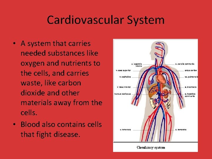 Cardiovascular System • A system that carries needed substances like oxygen and nutrients to