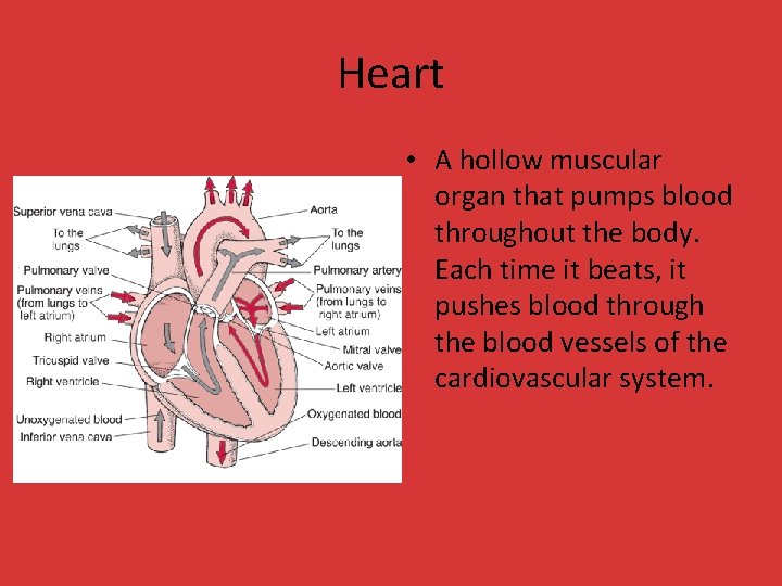 Heart • A hollow muscular organ that pumps blood throughout the body. Each time