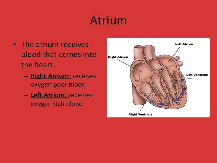 Atrium • The atrium receives blood that comes into the heart. – Right Atrium: