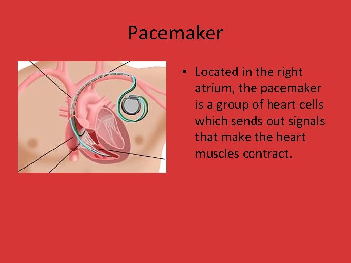 Pacemaker • Located in the right atrium, the pacemaker is a group of heart