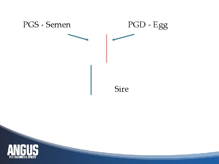 PGS - Semen PGD - Egg Sire 