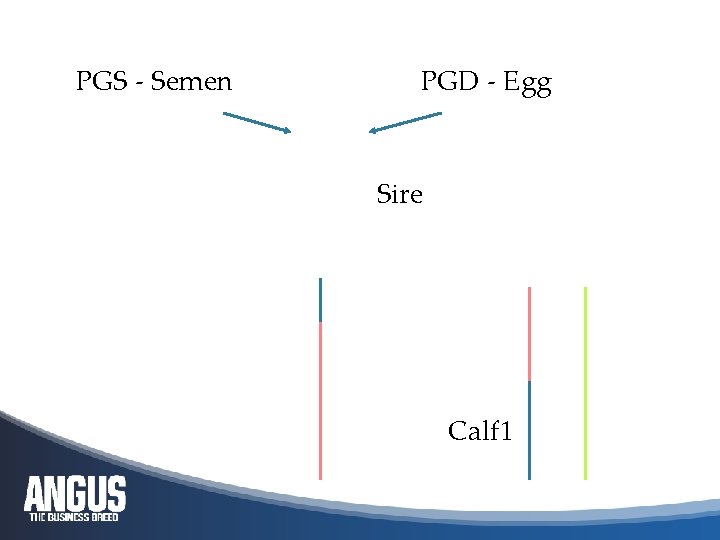 PGS - Semen PGD - Egg Sire Calf 1 