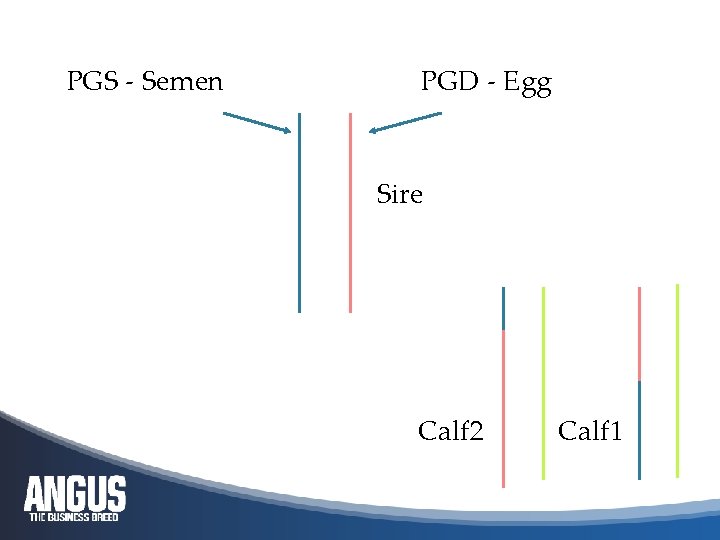 PGS - Semen PGD - Egg Sire Calf 2 Calf 1 