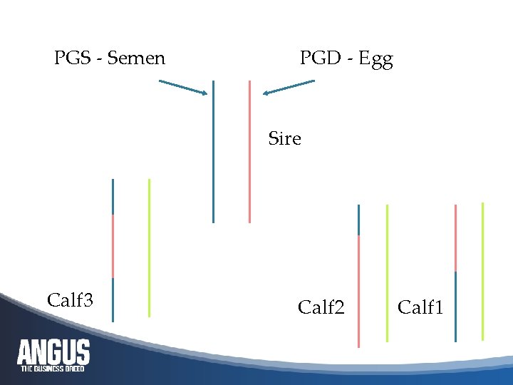 PGS - Semen PGD - Egg Sire Calf 3 Calf 2 Calf 1 