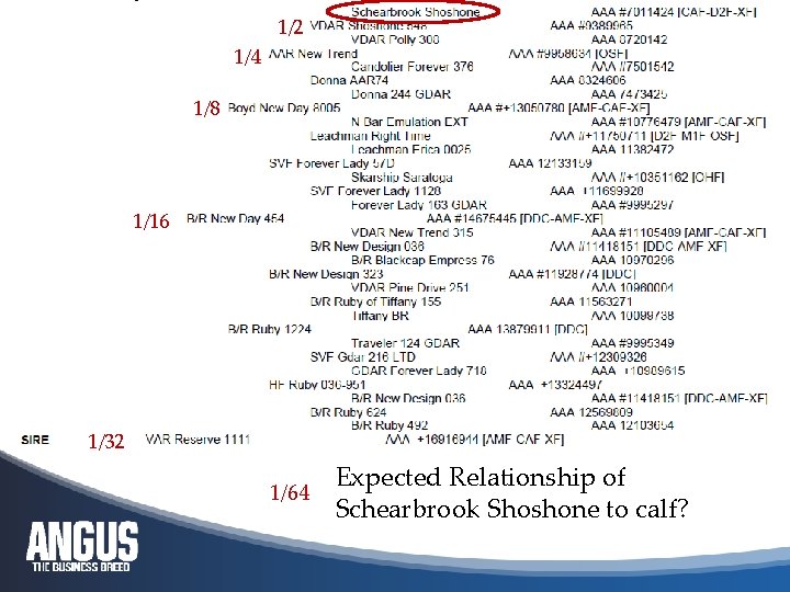 1/2 1/4 1/8 1/16 1/32 Expected Relationship of 1/64 Schearbrook Shoshone to calf? 