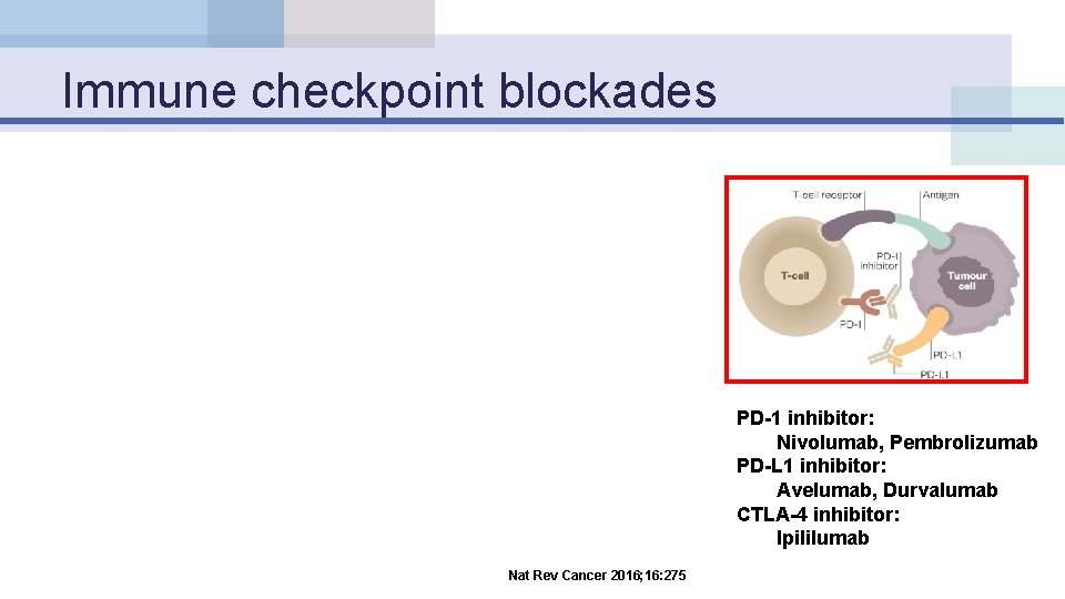 Immune checkpoint blockades PD-1 inhibitor: Nivolumab, Pembrolizumab PD-L 1 inhibitor: Avelumab, Durvalumab CTLA-4 inhibitor: