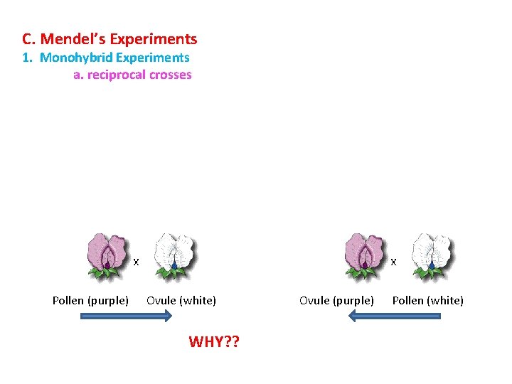 C. Mendel’s Experiments 1. Monohybrid Experiments a. reciprocal crosses Pollen (purple) Ovule (white) WHY?