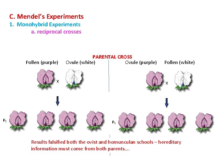 C. Mendel’s Experiments 1. Monohybrid Experiments a. reciprocal crosses Pollen (purple) PARENTAL CROSS Ovule