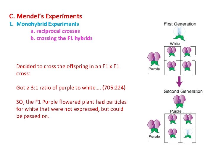 C. Mendel’s Experiments 1. Monohybrid Experiments a. reciprocal crosses b. crossing the F 1