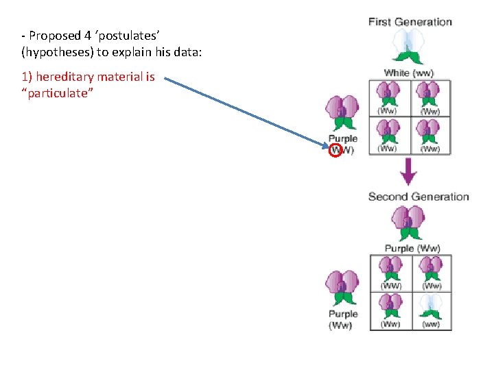 - Proposed 4 ‘postulates’ (hypotheses) to explain his data: 1) hereditary material is “particulate”