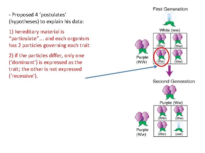 - Proposed 4 ‘postulates’ (hypotheses) to explain his data: 1) hereditary material is “particulate”….