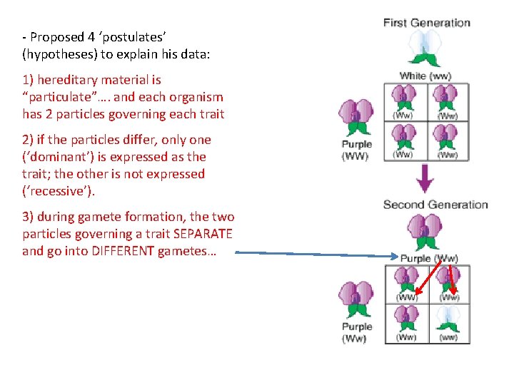 - Proposed 4 ‘postulates’ (hypotheses) to explain his data: 1) hereditary material is “particulate”….