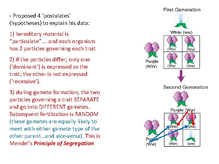 - Proposed 4 ‘postulates’ (hypotheses) to explain his data: 1) hereditary material is “particulate”….