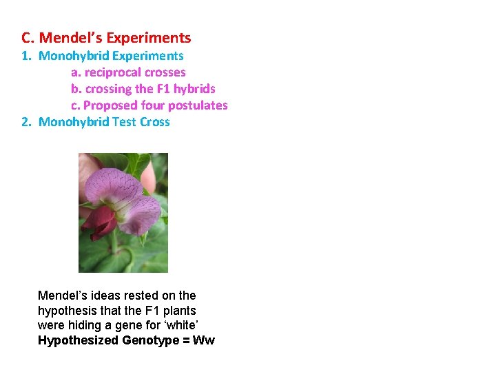 C. Mendel’s Experiments 1. Monohybrid Experiments a. reciprocal crosses b. crossing the F 1
