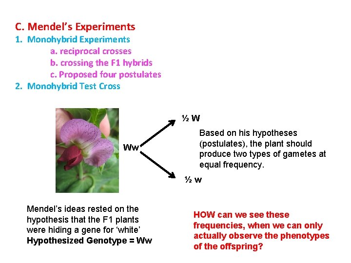 C. Mendel’s Experiments 1. Monohybrid Experiments a. reciprocal crosses b. crossing the F 1