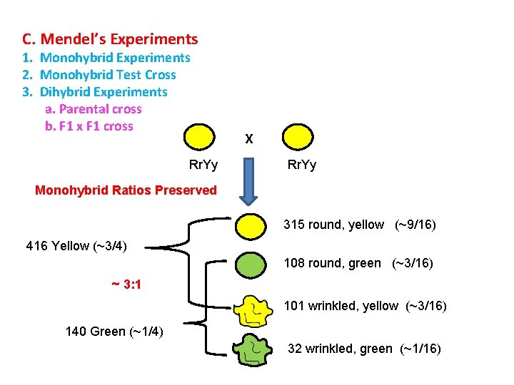 C. Mendel’s Experiments 1. Monohybrid Experiments 2. Monohybrid Test Cross 3. Dihybrid Experiments a.