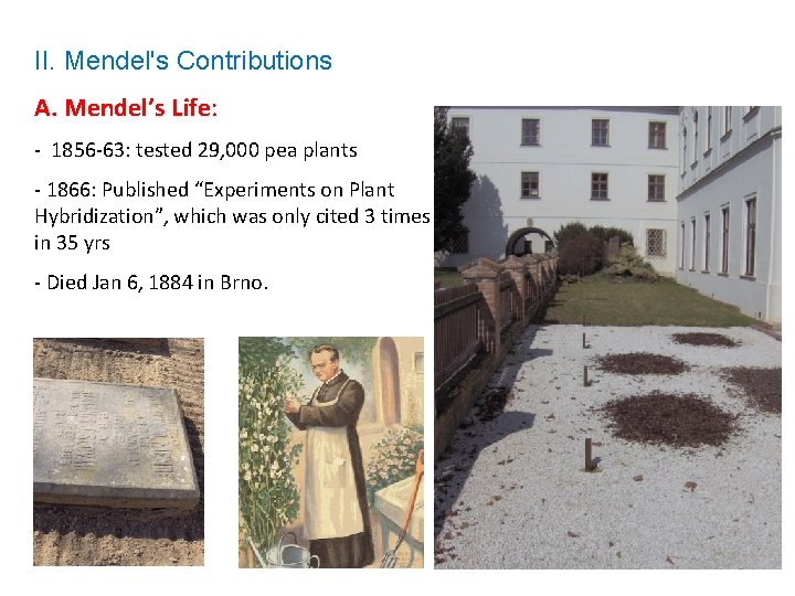 II. Mendel's Contributions A. Mendel’s Life: - 1856 -63: tested 29, 000 pea plants