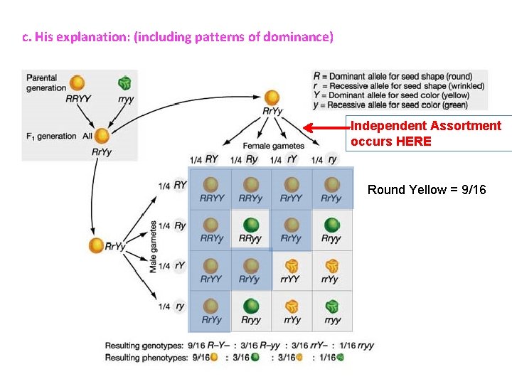 c. His explanation: (including patterns of dominance) Independent Assortment occurs HERE Round Yellow =
