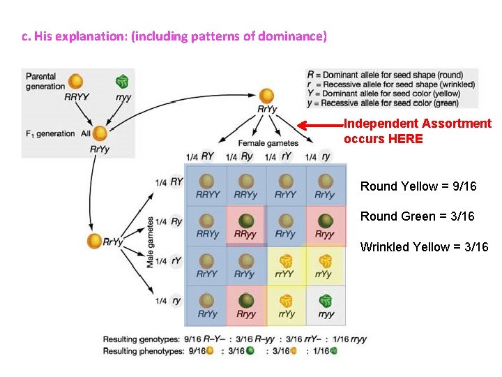 c. His explanation: (including patterns of dominance) Independent Assortment occurs HERE Round Yellow =