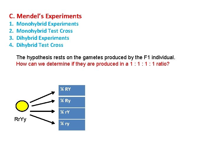 C. Mendel’s Experiments 1. 2. 3. 4. Monohybrid Experiments Monohybrid Test Cross Dihybrid Experiments