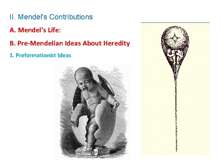 II. Mendel's Contributions A. Mendel’s Life: B. Pre-Mendelian Ideas About Heredity 1. Preformationist Ideas