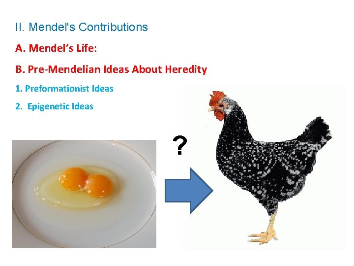 II. Mendel's Contributions A. Mendel’s Life: B. Pre-Mendelian Ideas About Heredity 1. Preformationist Ideas