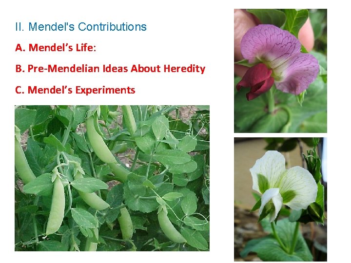 II. Mendel's Contributions A. Mendel’s Life: B. Pre-Mendelian Ideas About Heredity C. Mendel’s Experiments