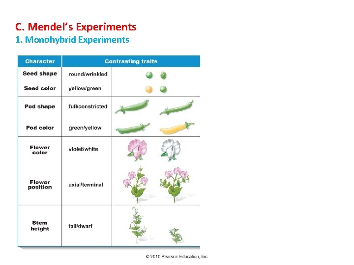 C. Mendel’s Experiments 1. Monohybrid Experiments 