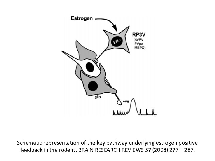 Schematic representation of the key pathway underlying estrogen positive feedback in the rodent. BRAIN Schematic representation of the key pathway underlying estrogen positive feedback in the rodent. BRAIN