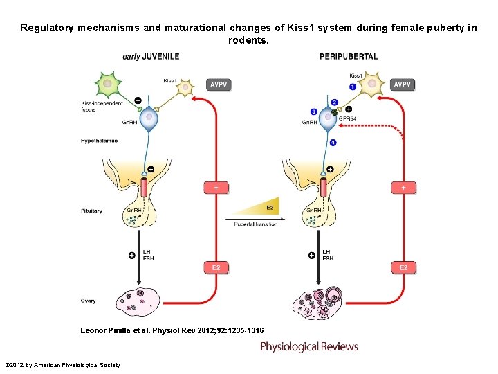 Regulatory mechanisms and maturational changes of Kiss 1 system during female puberty in rodents. Regulatory mechanisms and maturational changes of Kiss 1 system during female puberty in rodents.