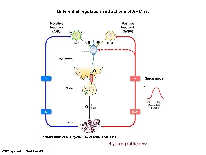 Differential regulation and actions of ARC vs. Leonor Pinilla et al. Physiol Rev 2012; Differential regulation and actions of ARC vs. Leonor Pinilla et al. Physiol Rev 2012;