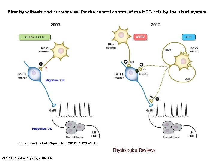 First hypothesis and current view for the central control of the HPG axis by First hypothesis and current view for the central control of the HPG axis by
