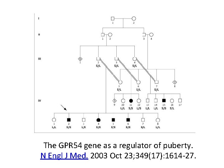The GPR 54 gene as a regulator of puberty. N Engl J Med. 2003 The GPR 54 gene as a regulator of puberty. N Engl J Med. 2003