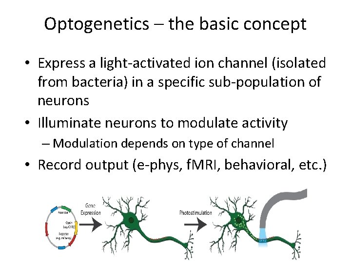 Optogenetics – the basic concept • Express a light-activated ion channel (isolated from bacteria) Optogenetics – the basic concept • Express a light-activated ion channel (isolated from bacteria)
