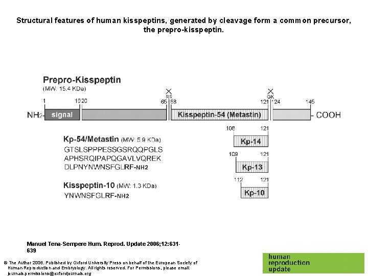Structural features of human kisspeptins, generated by cleavage form a common precursor, the prepro-kisspeptin. Structural features of human kisspeptins, generated by cleavage form a common precursor, the prepro-kisspeptin.