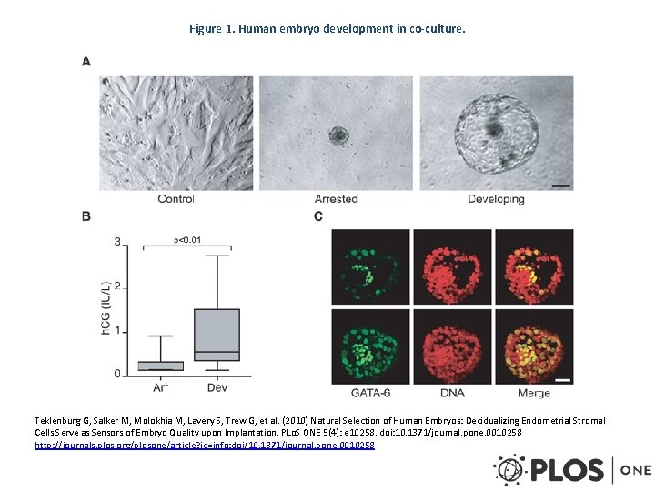Figure 1. Human embryo development in co-culture. Teklenburg G, Salker M, Molokhia M, Lavery Figure 1. Human embryo development in co-culture. Teklenburg G, Salker M, Molokhia M, Lavery
