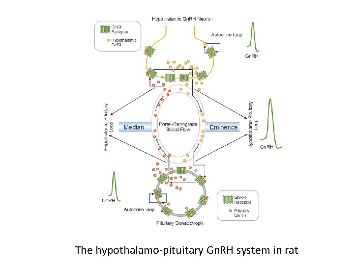 The hypothalamo-pituitary Gn. RH system in rat The hypothalamo-pituitary Gn. RH system in rat