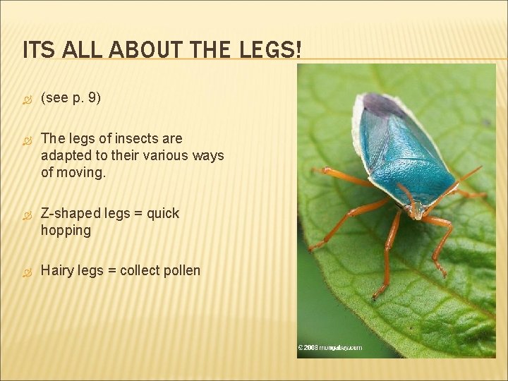 ITS ALL ABOUT THE LEGS! (see p. 9) The legs of insects are adapted