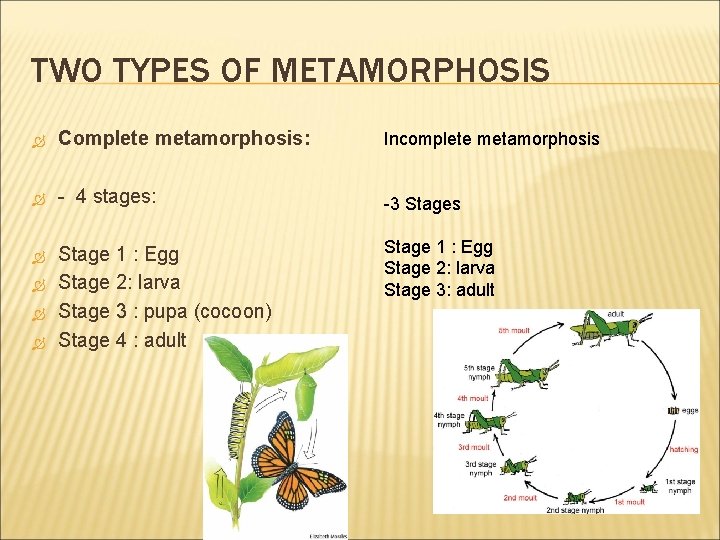 TWO TYPES OF METAMORPHOSIS Complete metamorphosis: Incomplete metamorphosis - 4 stages: -3 Stages Stage