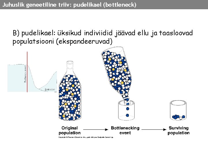 Juhuslik geneetiline triiv: pudelikael (bottleneck) B) pudelikael: üksikud indiviidid jäävad ellu ja taasloovad populatsiooni