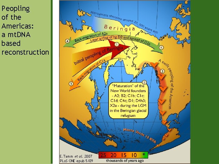 Peopling of the Americas: a mt. DNA based reconstruction E. Tamm et al. 2007