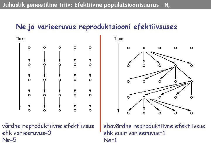 Juhuslik geneetiline triiv: Efektiivne populatsioonisuurus - N e Ne ja varieeruvus reproduktsiooni efektiivsuses võrdne