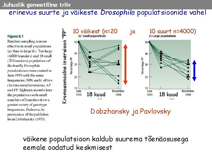 Juhuslik geneetiline triiv Kromosomaalne inversioon “PP” erinevus suurte ja väikeste Drosophila populatsioonide vahel 10