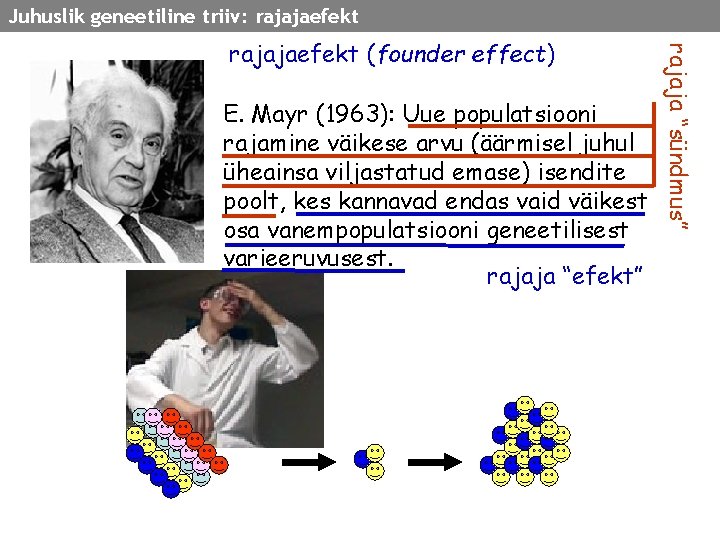 Juhuslik geneetiline triiv: rajajaefekt E. Mayr (1963): Uue populatsiooni rajamine väikese arvu (äärmisel juhul