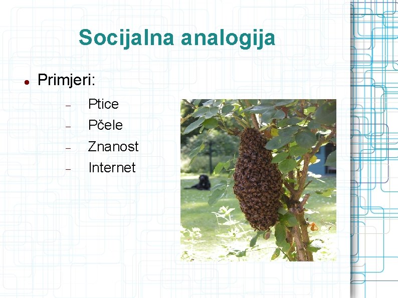 Socijalna analogija Primjeri: Ptice Pčele Znanost Internet 